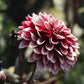 Dahlia 'Night Silence'