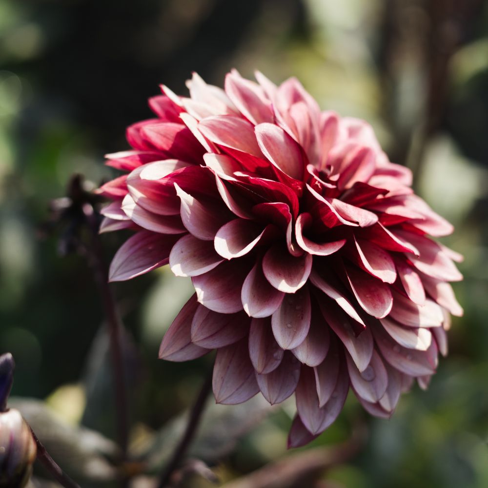 Dahlia 'Night Silence'