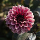 Dahlia 'Night Silence'