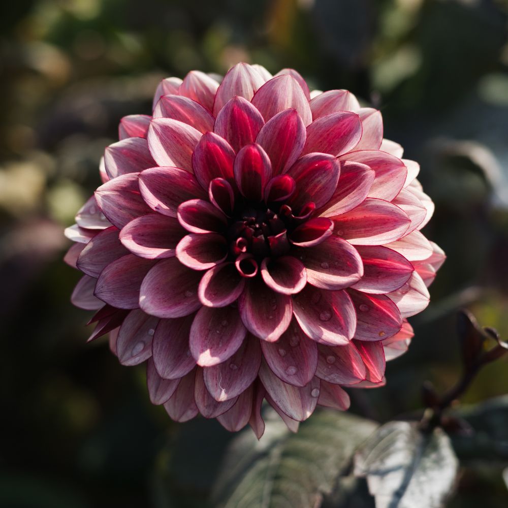 Dahlia 'Night Silence'