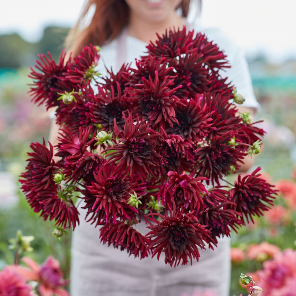 Dahlia 'Nuit d'Ete'