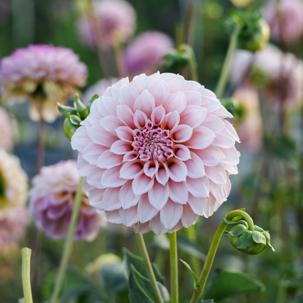 Dahlia 'Peaches'