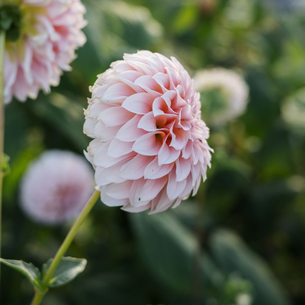Dahlia 'Peaches'