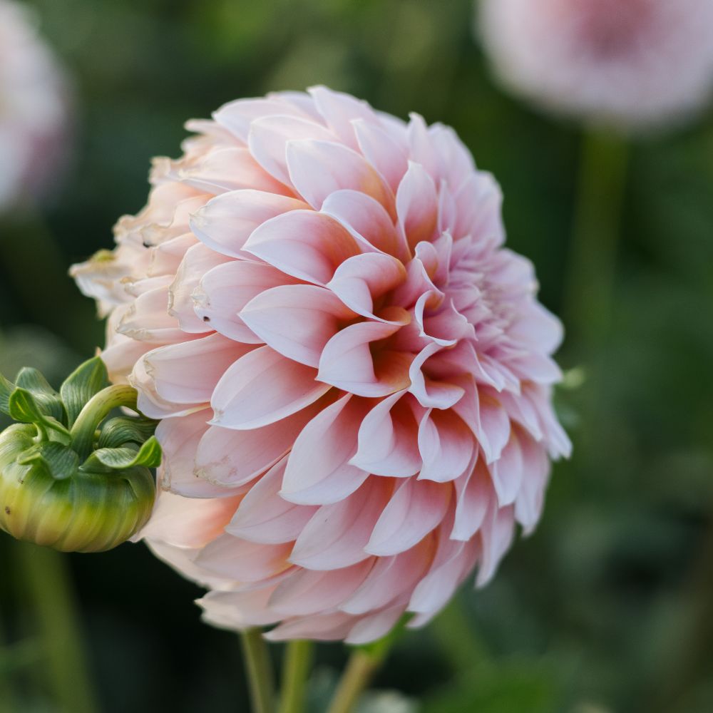 Dahlia 'Peaches'