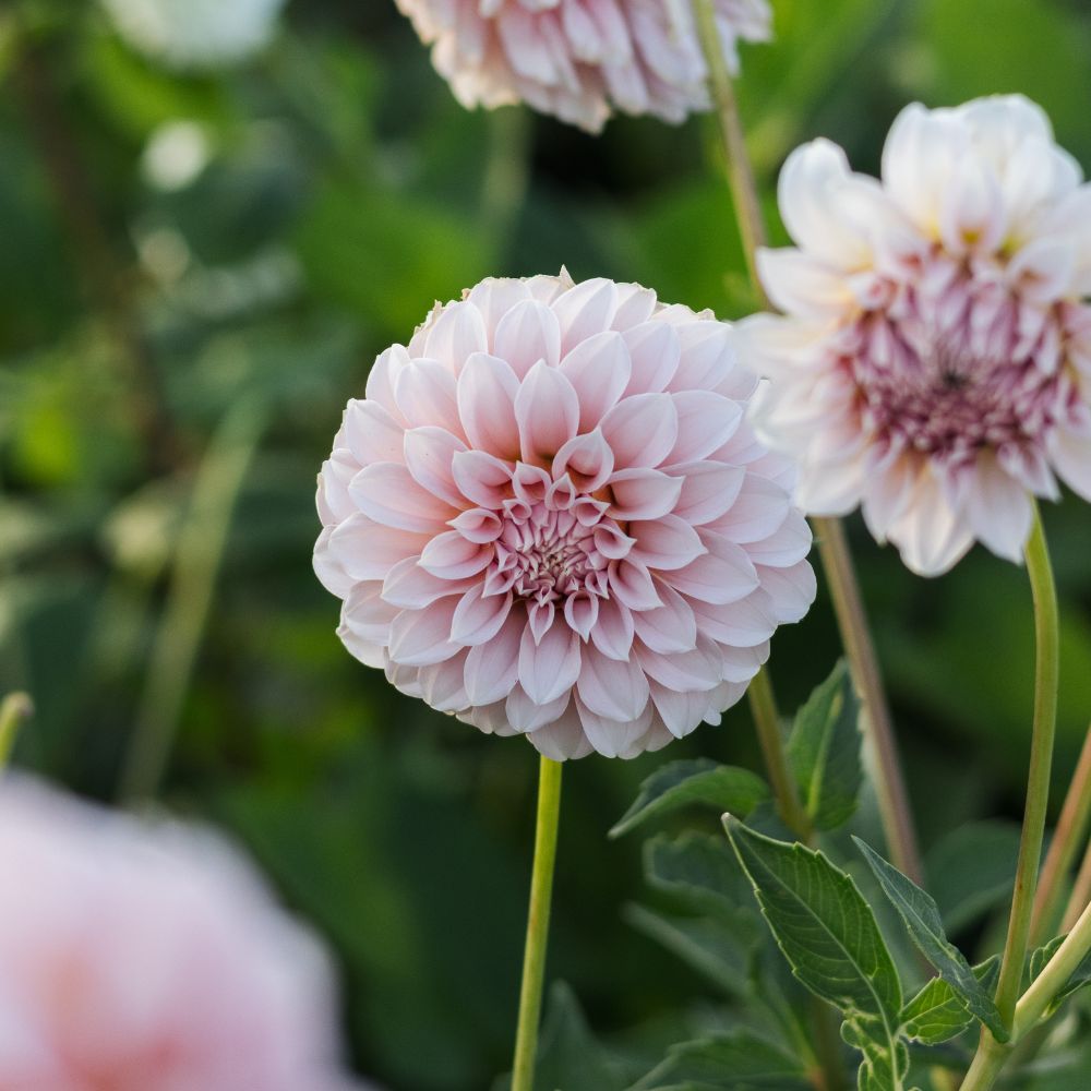 Dahlia 'Peaches'