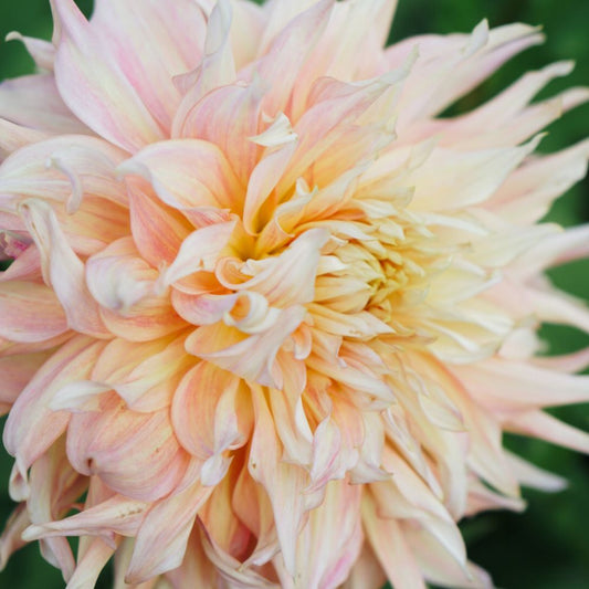 Dahlia 'Penhill Watermelon'