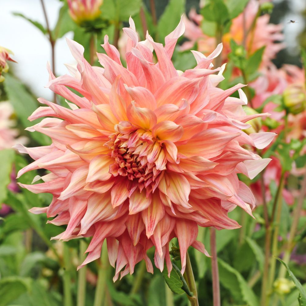 Dahlia 'Penhill Watermelon'