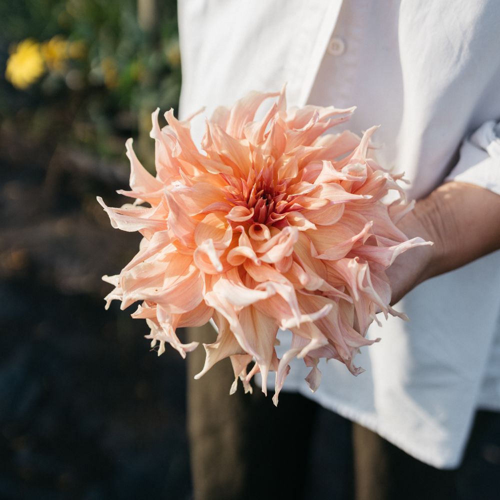 Dahlia 'Penhill Watermelon'