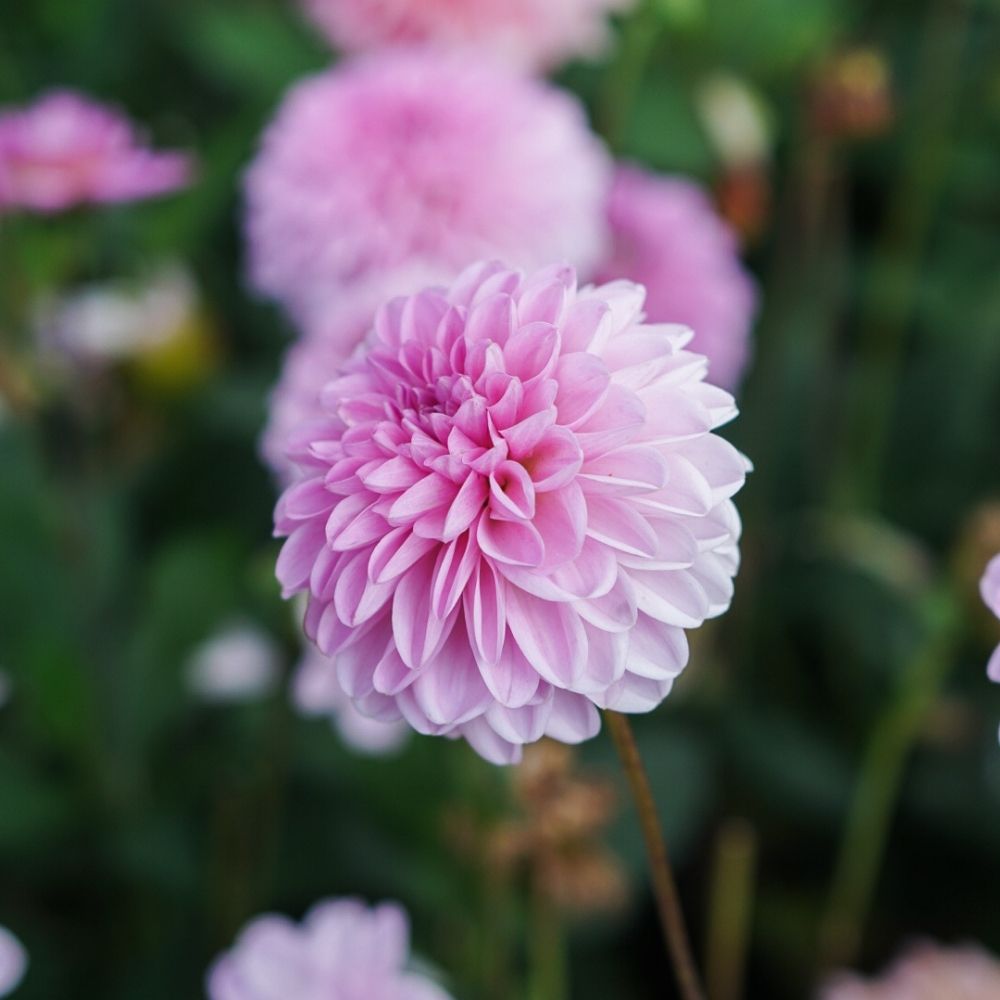 Dahlia 'Pink Pop' BIO
