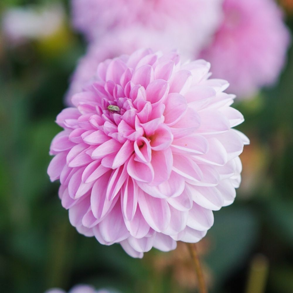 Dahlia 'Pink Pop' BIO
