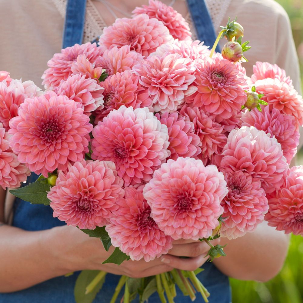 Dahlia 'Pink Runner'