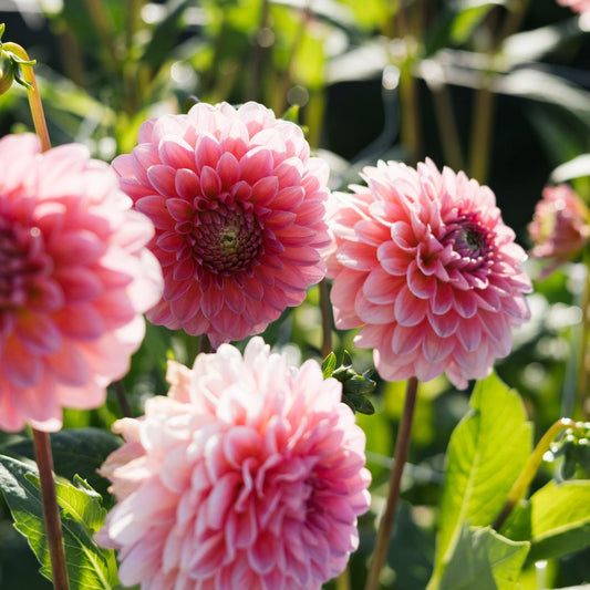 Dahlia 'Pink Runner'