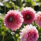 Dahlia 'Pink Runner'