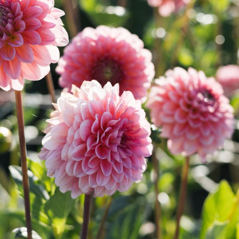 Dahlia 'Pink Runner'