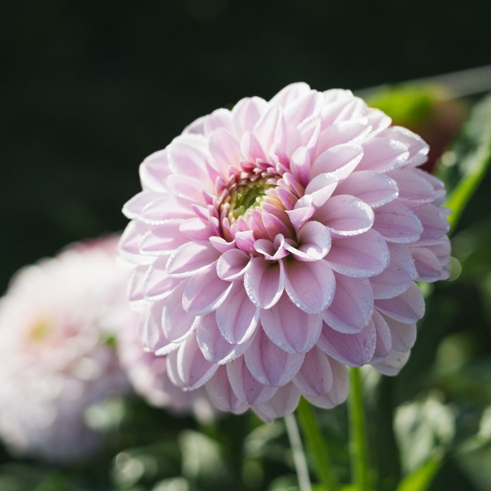 Dahlia 'Pink Silk'