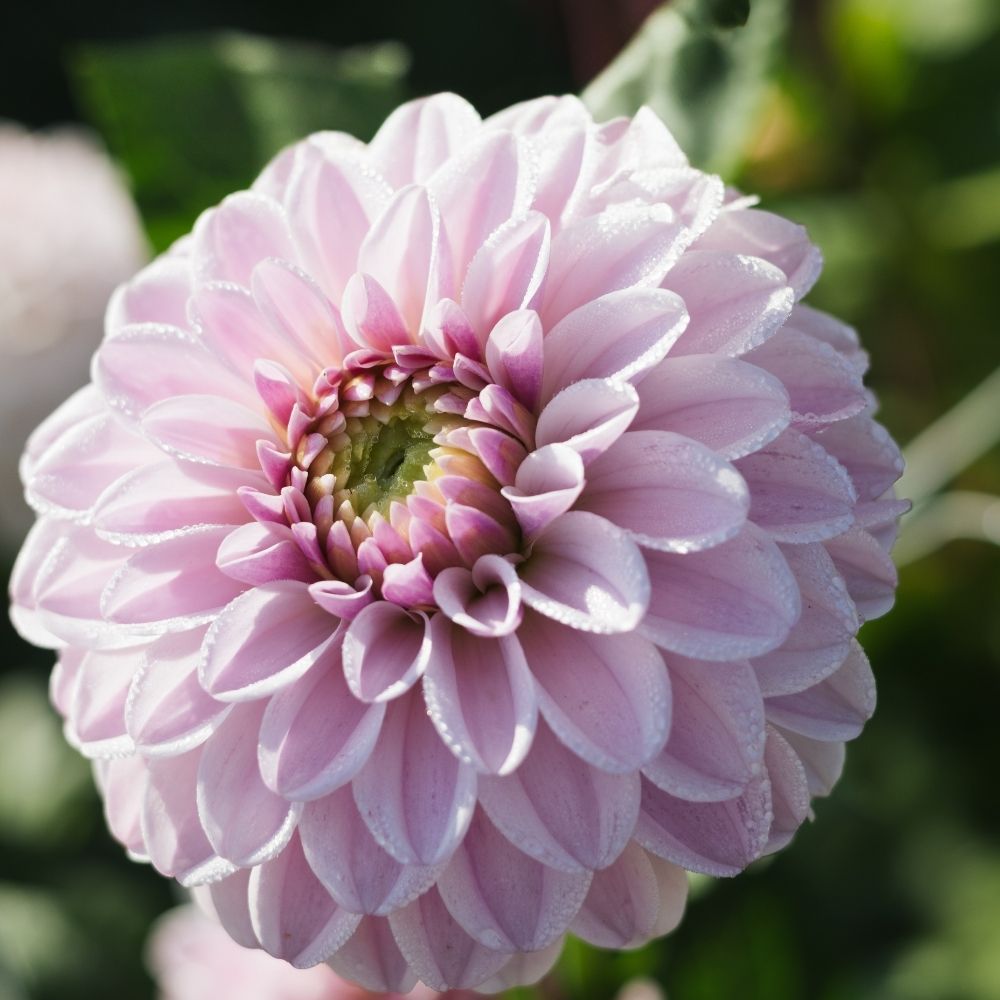 Dahlia 'Pink Silk'