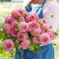 Dahlia 'Pink Suffusion'