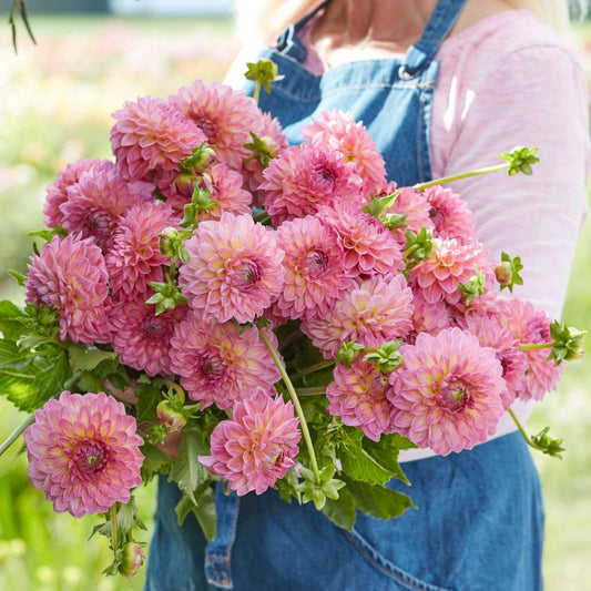 Dahlia 'Pink Suffusion'