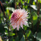 Dahlia 'Préférence'