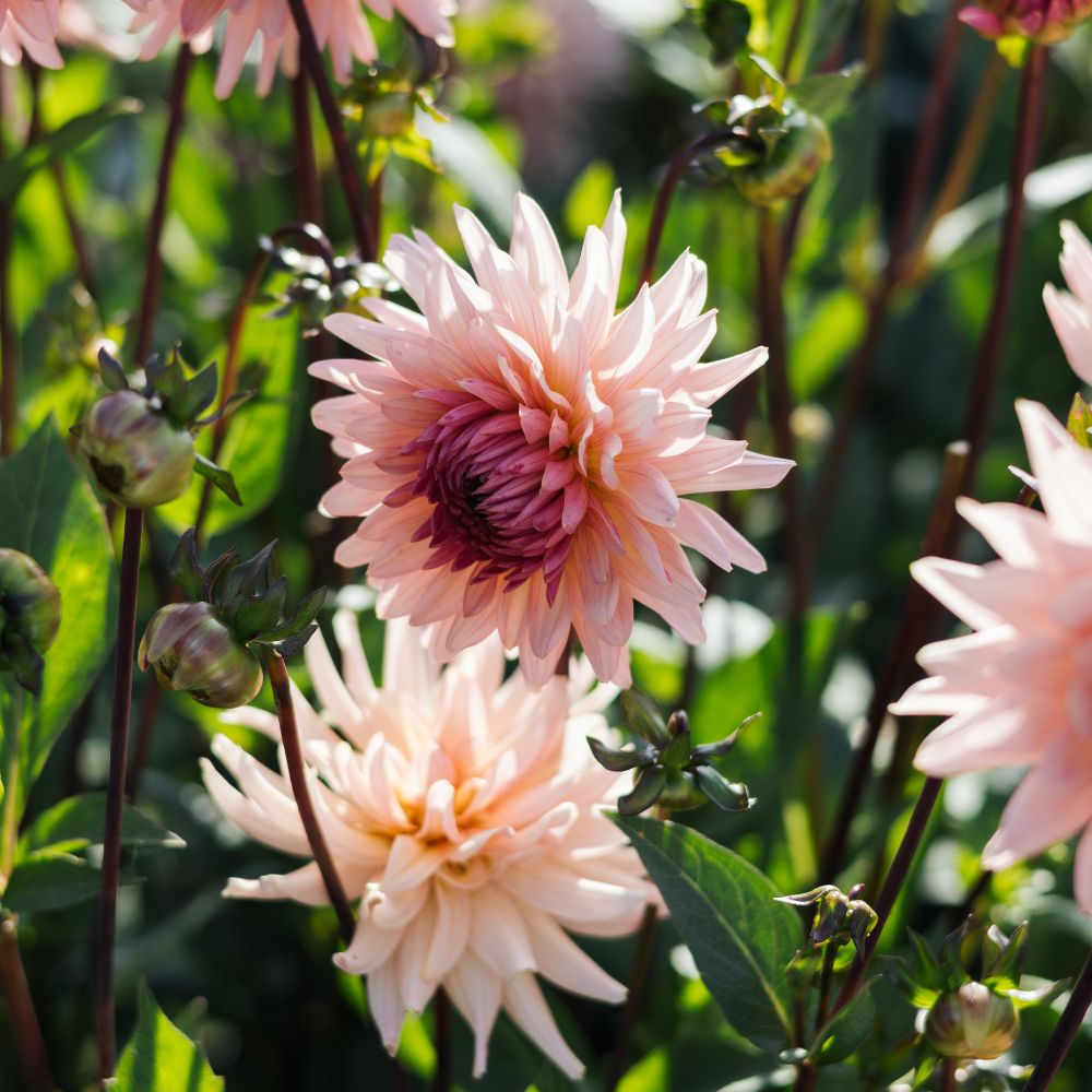 Dahlia 'Préférence'
