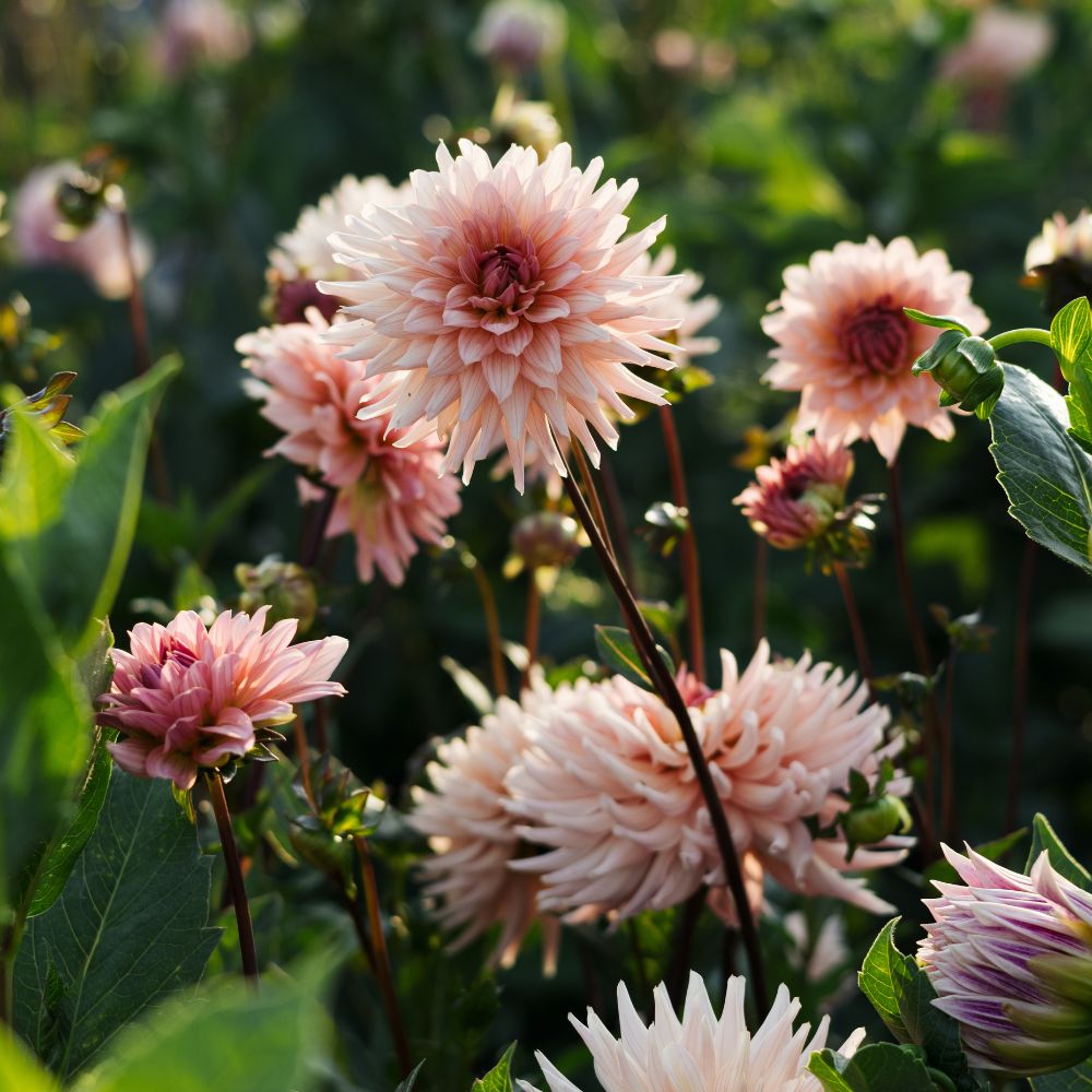 Dahlia 'Préférence'