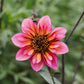 Dahlia 'Princess Nadine'