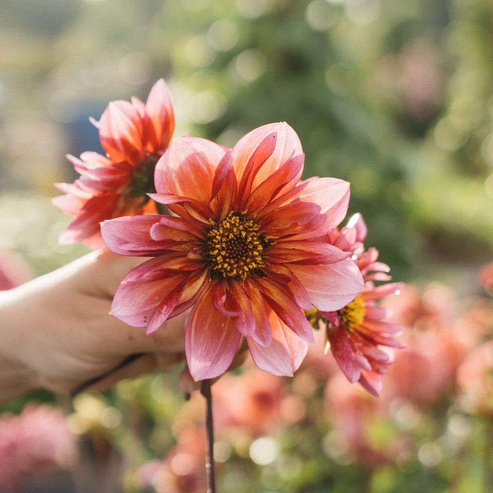 Dahlia 'Princess Nadine'