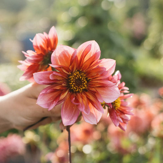 Dahlia 'Princess Nadine'