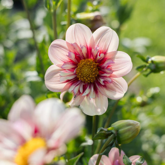 Dahlia 'Rhubarb and Custard'
