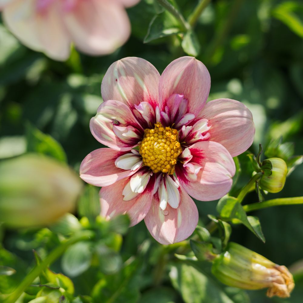 Dahlia 'Rhubarb and Custard'