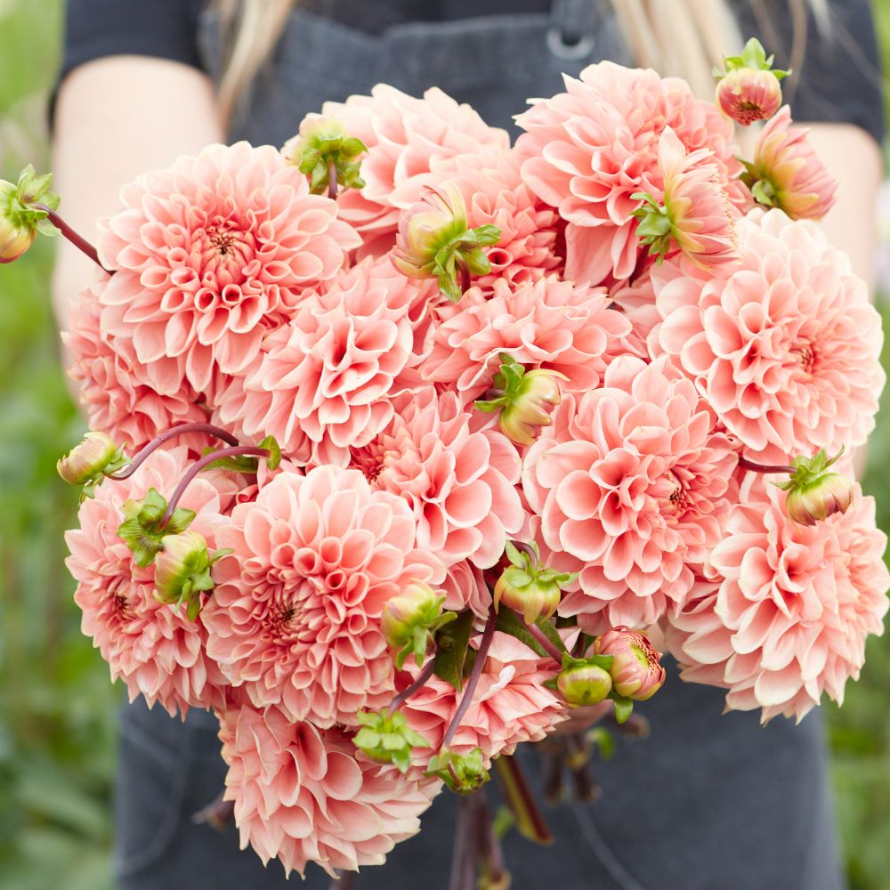 Dahlia 'Pink Suffusion'