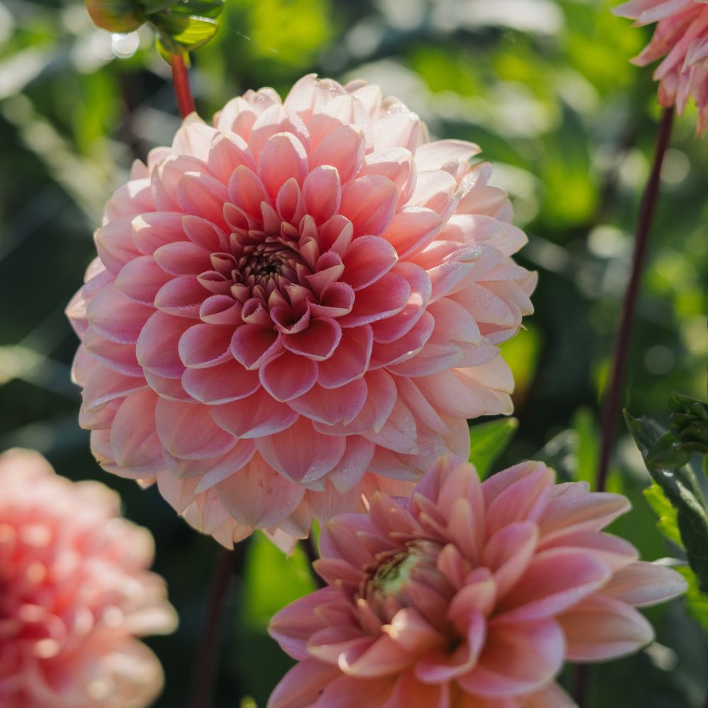 Dahlia 'Rosario'