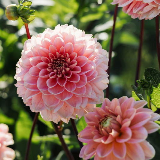 Dahlia 'Rosario'