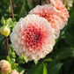 Dahlia 'Rosario'