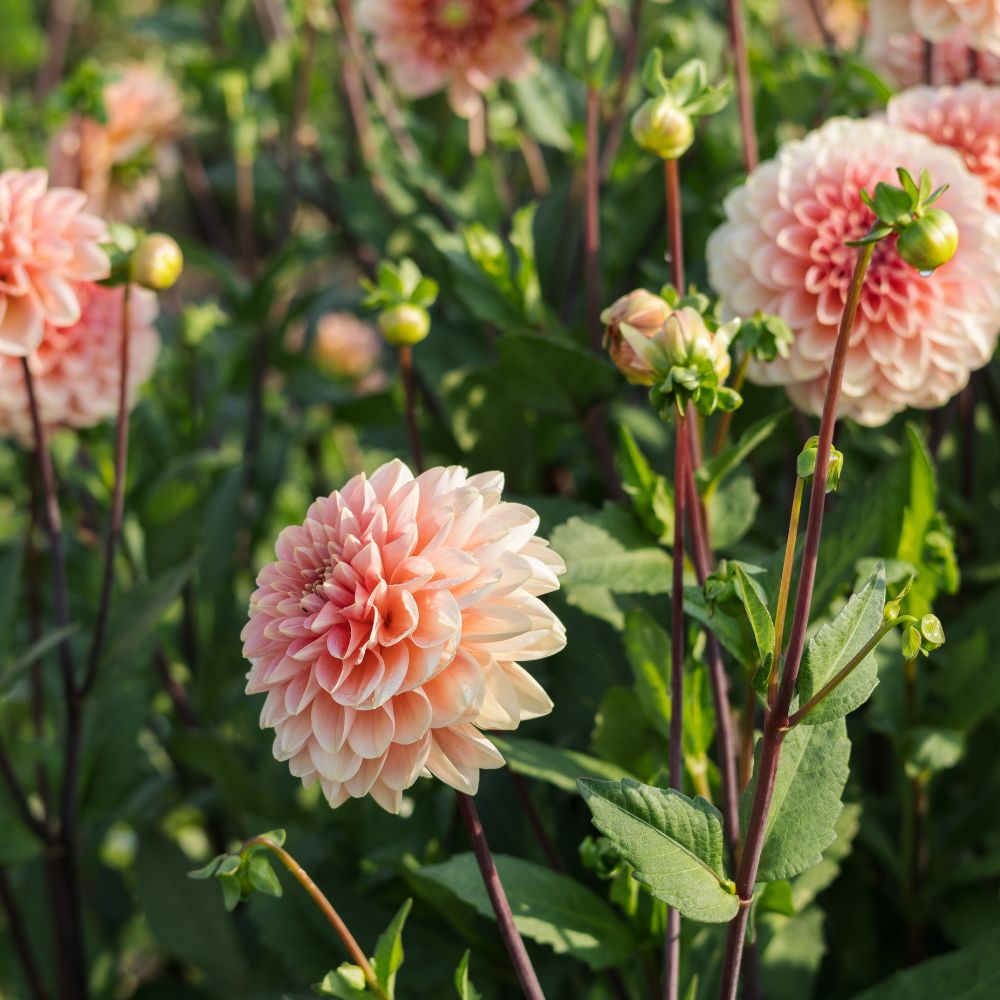 Dahlia 'Rosario'