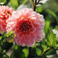 Dahlia 'Rosario'