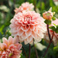 Dahlia 'Rosario'