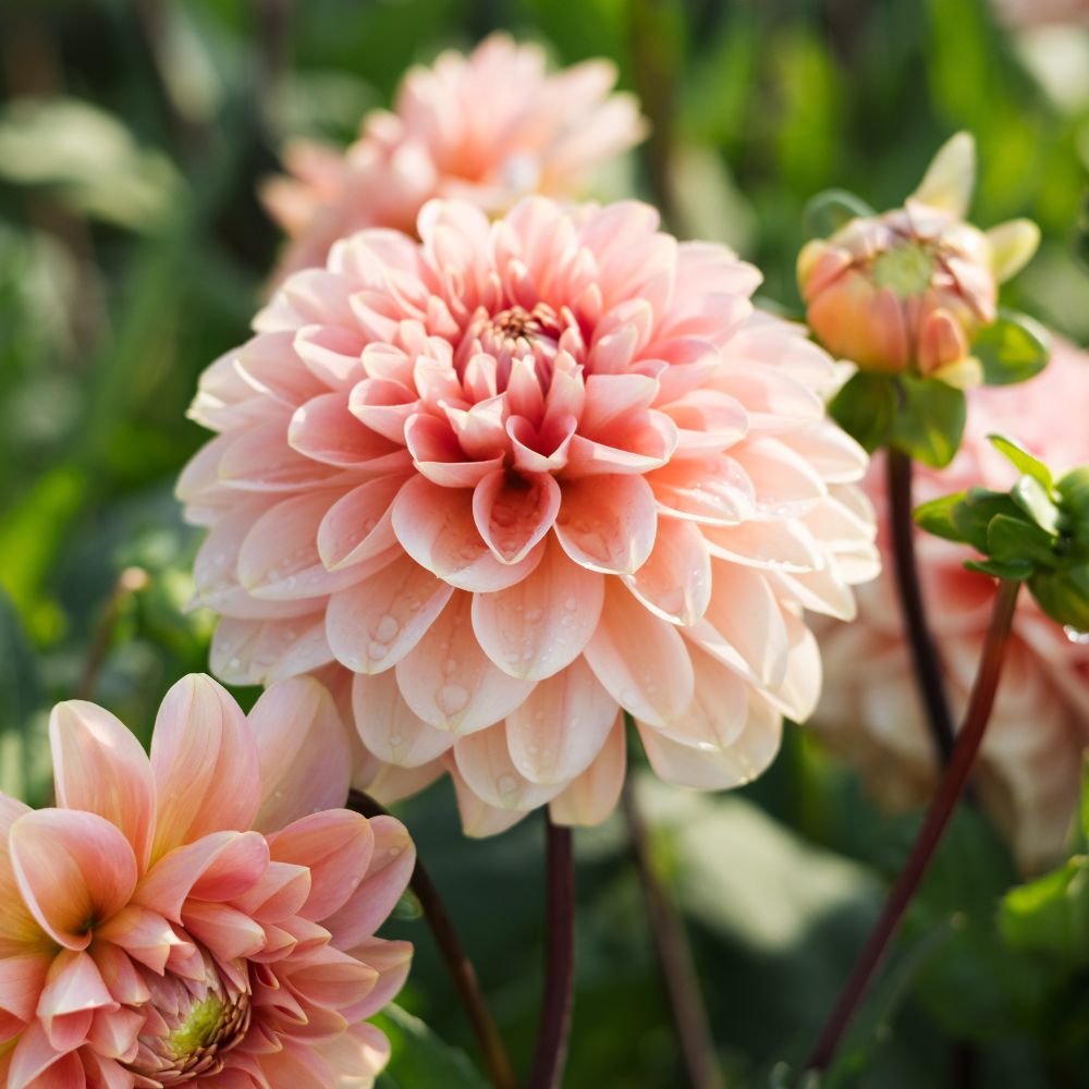 Dahlia 'Rosario'