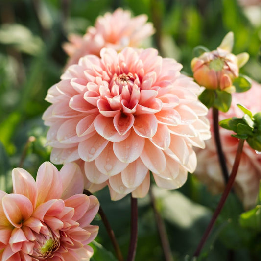 Dahlia 'Rosario'