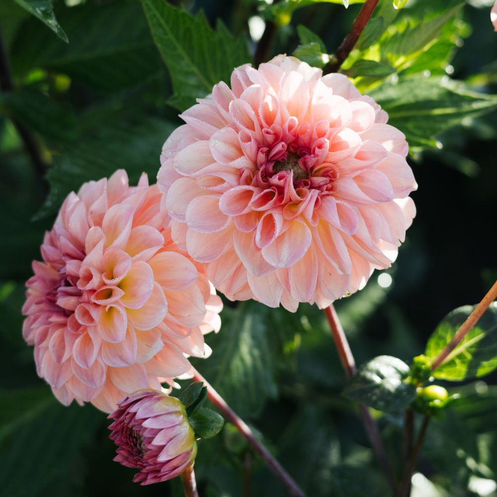 Dahlia 'Sebastian'