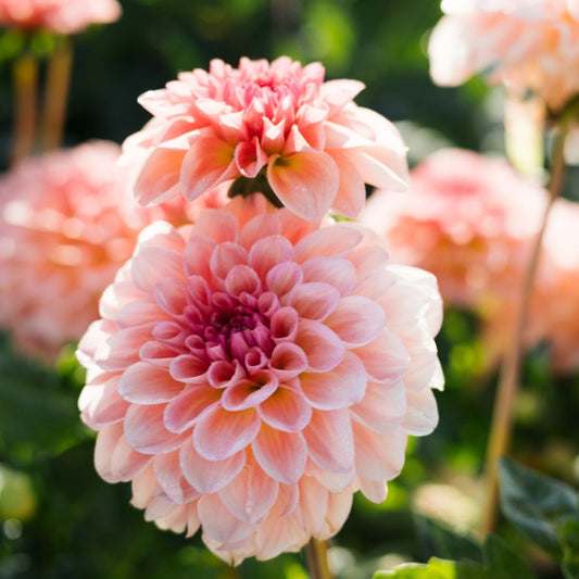 Dahlia 'Sebastian'