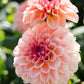 Dahlia 'Sebastian'