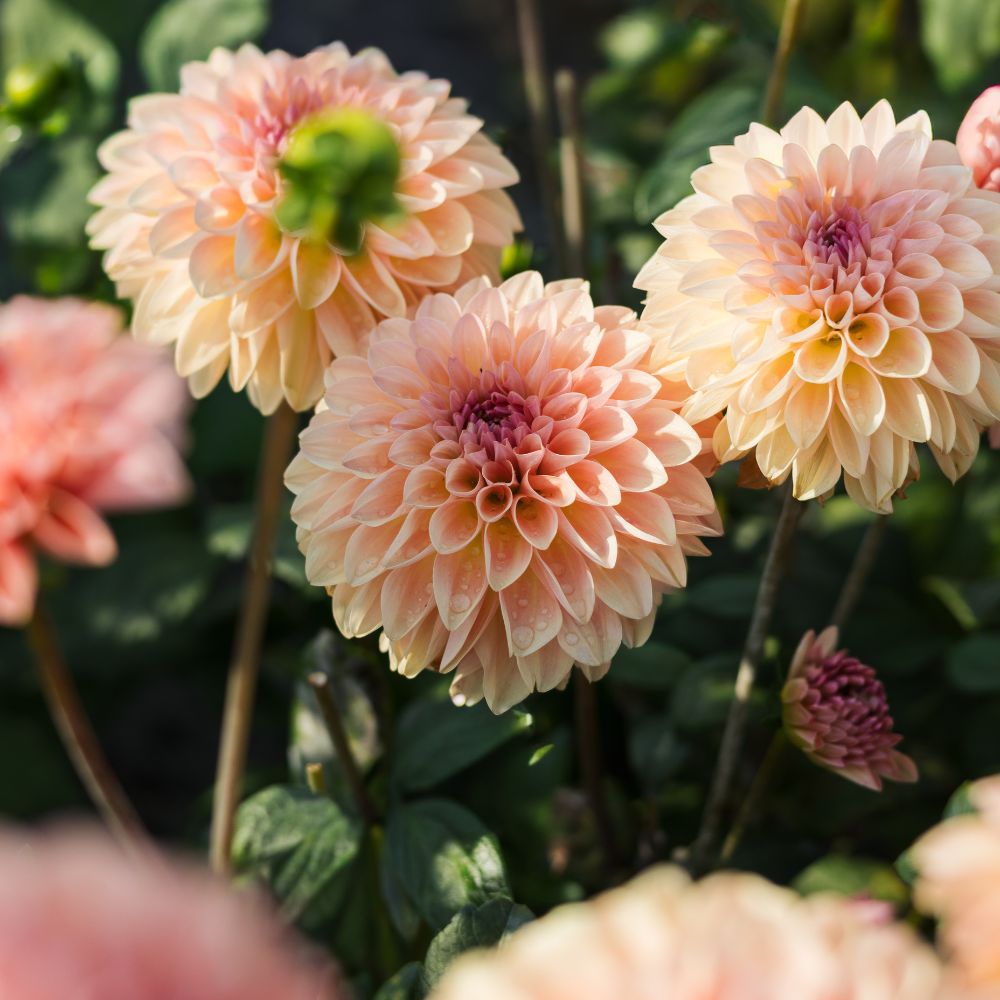 Dahliabundel 'Best of Peach'