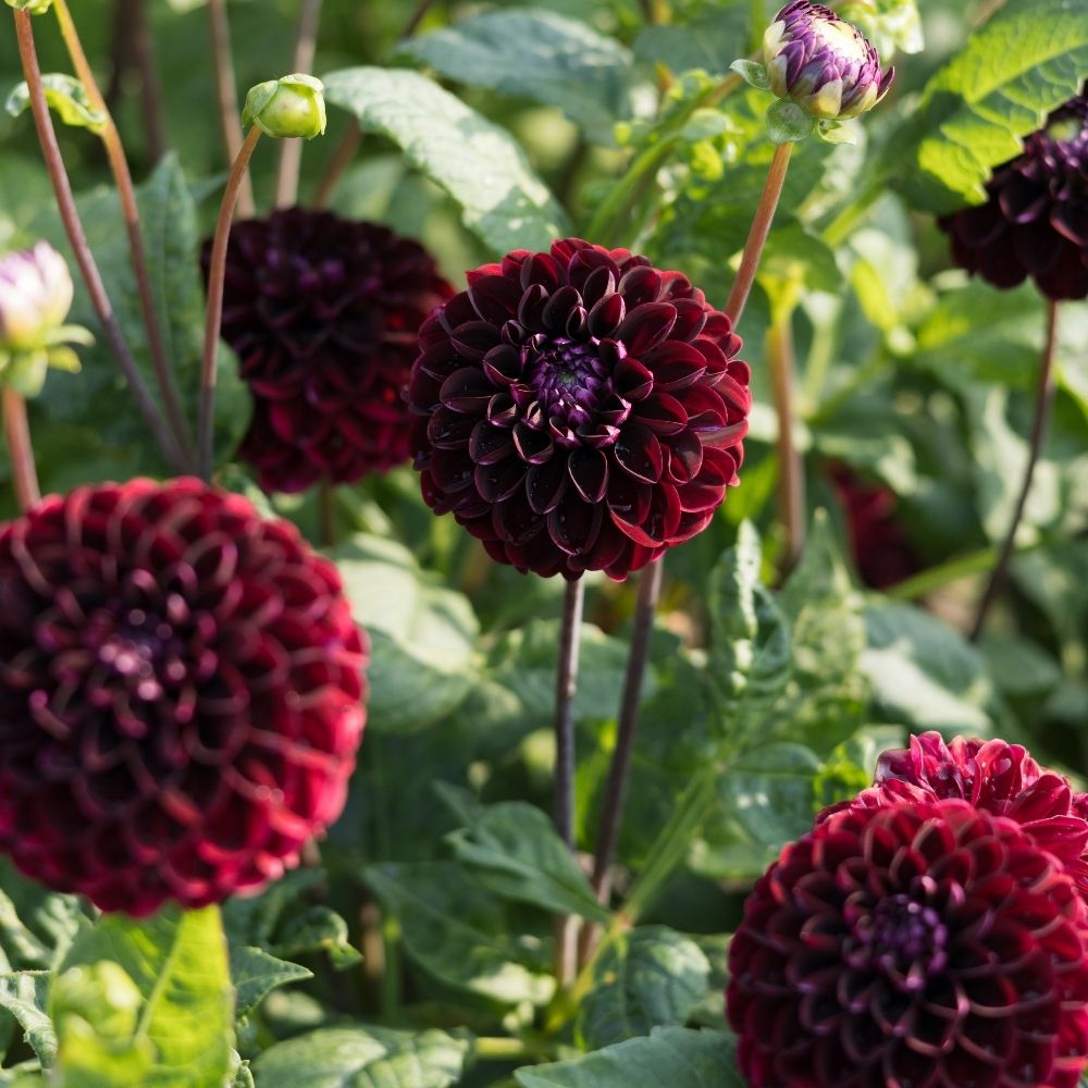 Dahlia 'Senior's Darkness' BIO