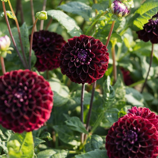 Dahlia 'Senior's Darkness' BIO