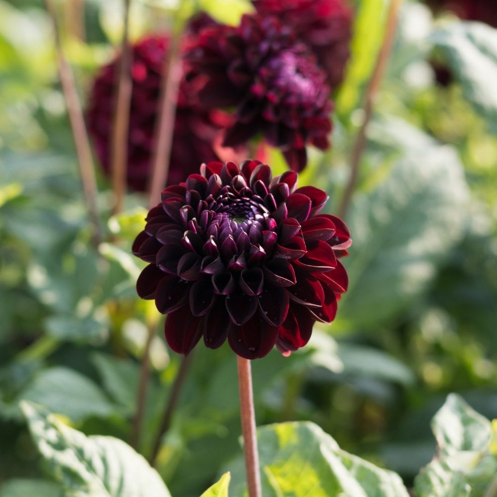 Dahlia 'Senior's Darkness' BIO