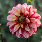 Dahlia 'Senior's Hope'