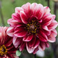 Dahlia 'Senior's Hope'