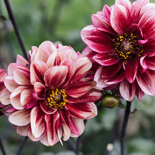 Dahlia 'Senior's Hope'