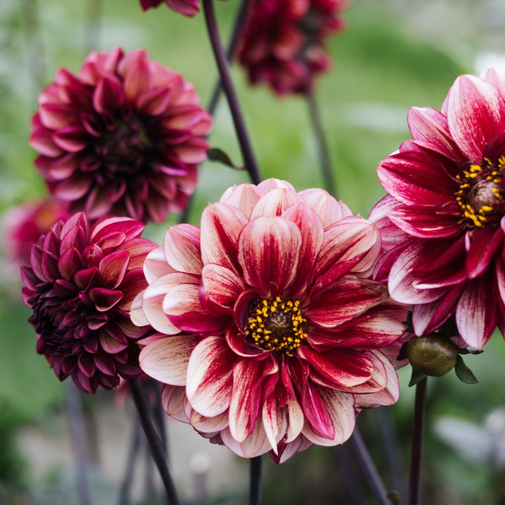 Dahlia 'Senior's Hope'